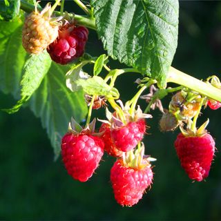 Fresh ripe raspberry vine planted in summer fruit vegetable garden.