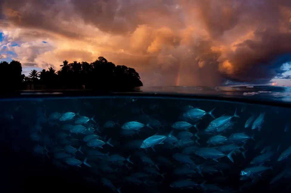 A fish photo by Shane Cross.