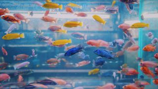 Lots of different species of fish swimming in a tank