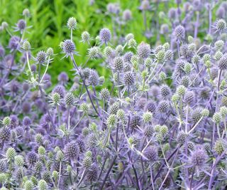 Eryngium Planum, also known as sea holly, 'Blue Glitter' in flower