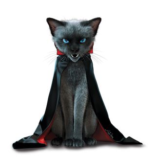 Vampire cat