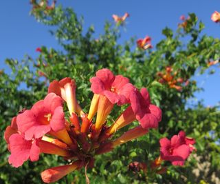 Trumpet creeper, Campsis radicans, with red and yellow flowers in a garden