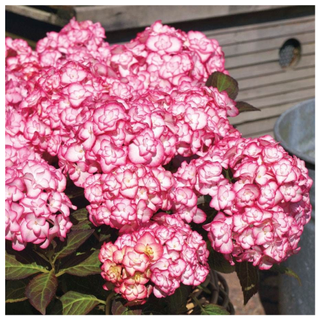 Hydrangea 'Miss Saori' from Jackson & Perkins