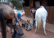farriers-at-work.jpg