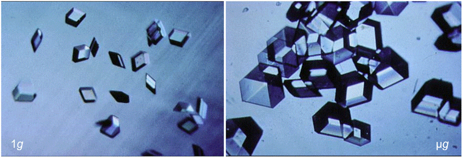 Insulin crystals grown in standard gravity (left) are smaller than those grown in microgravity (right).