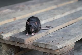 A rat sitting on a wooden board.
