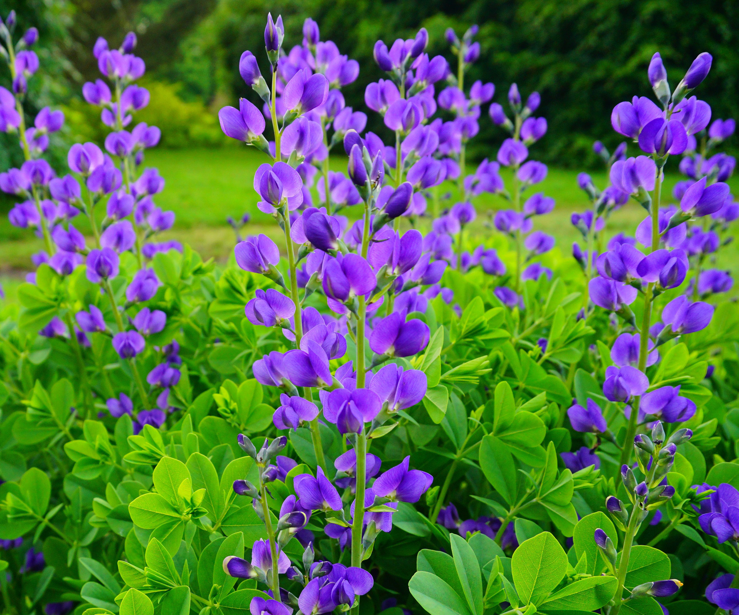 false indigo plant with violet purple flowers