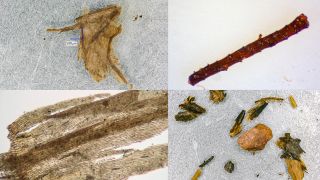 Twigs, leaves and moss samples from the Camp Century ice core.