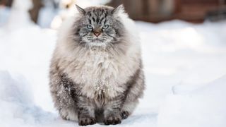 Fluffy Siberian cat sitting in snow