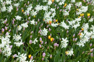 Flowerbed with tulips saxatilis and daffodils 'Thalia' (Tulipa saxatilis , Narcissus 'Thalia')