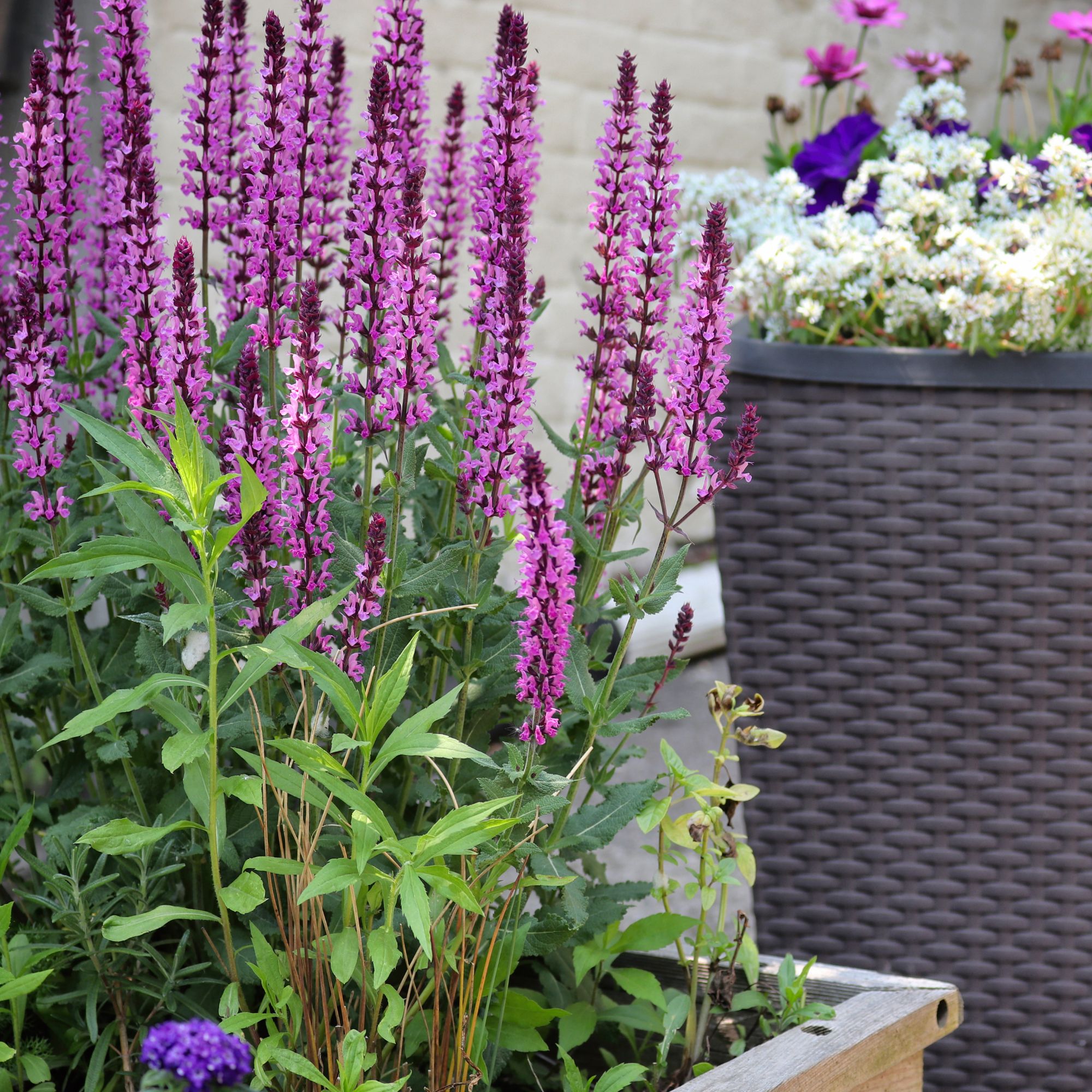 salvia in front garden container