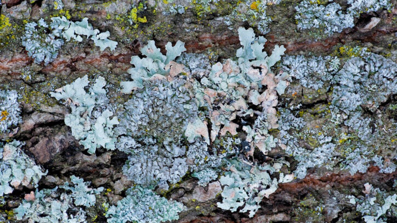 Lichens On Tree Bark