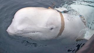 Beluga whale in harness