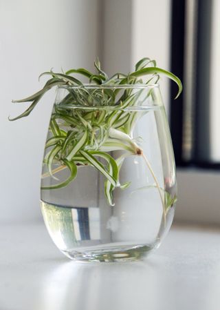 A spider plant propagating in water