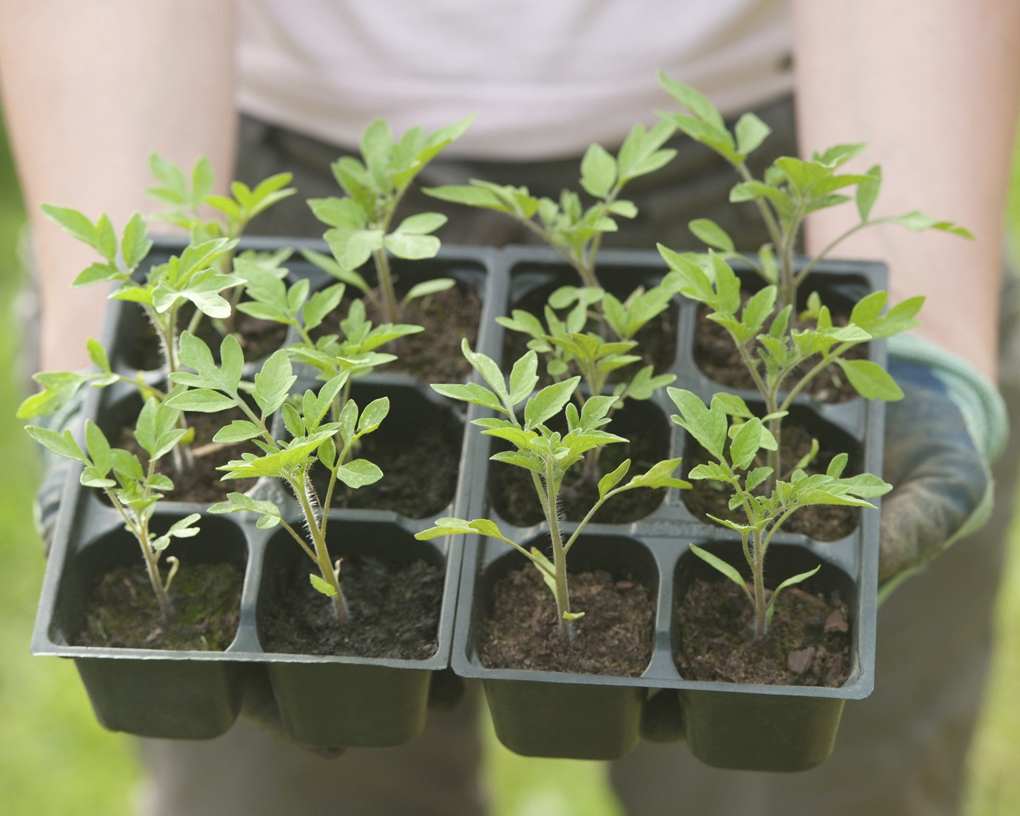Person holds tray of successful tomato seedlings