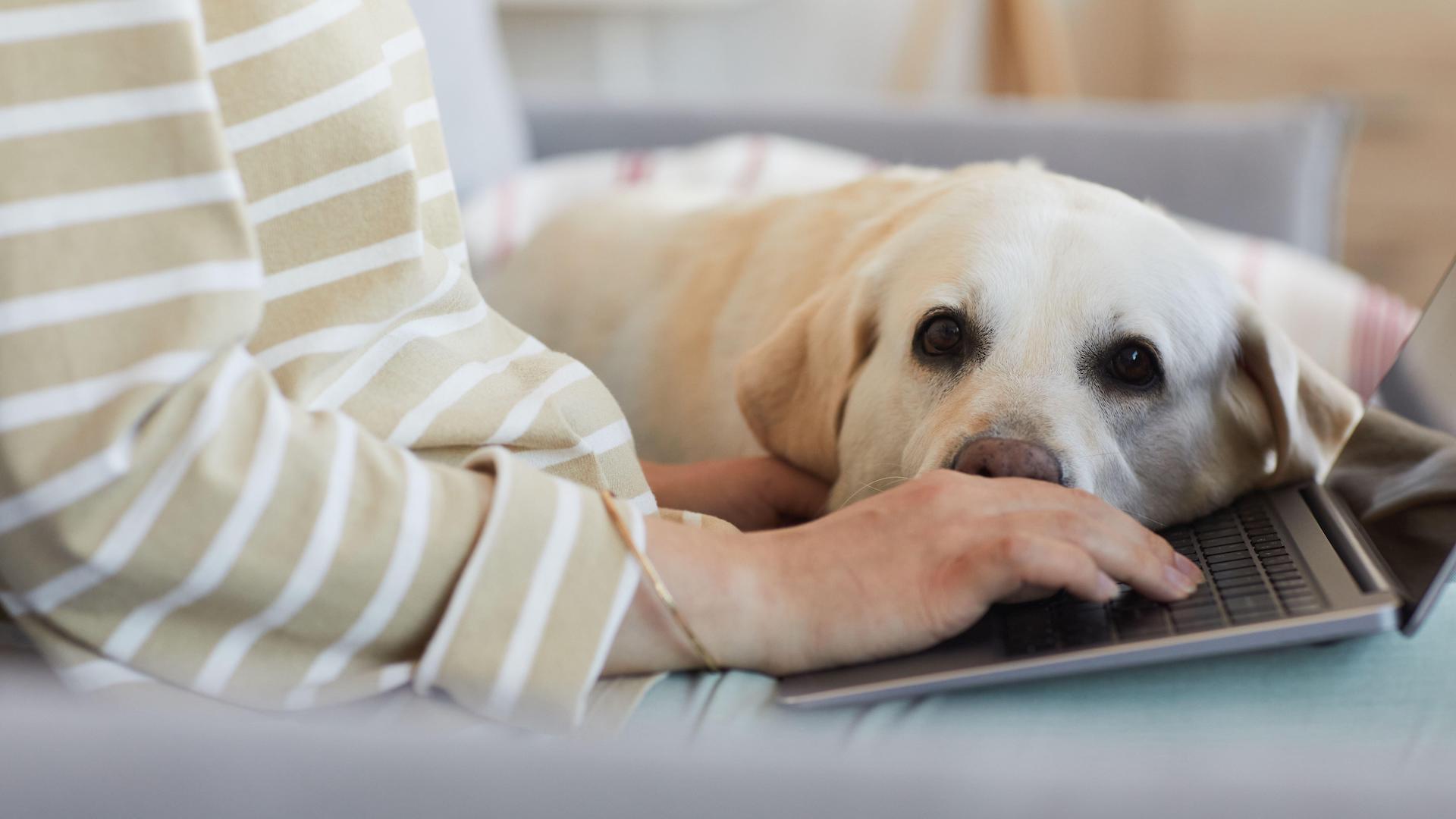 Woman working, dog lying over laptop