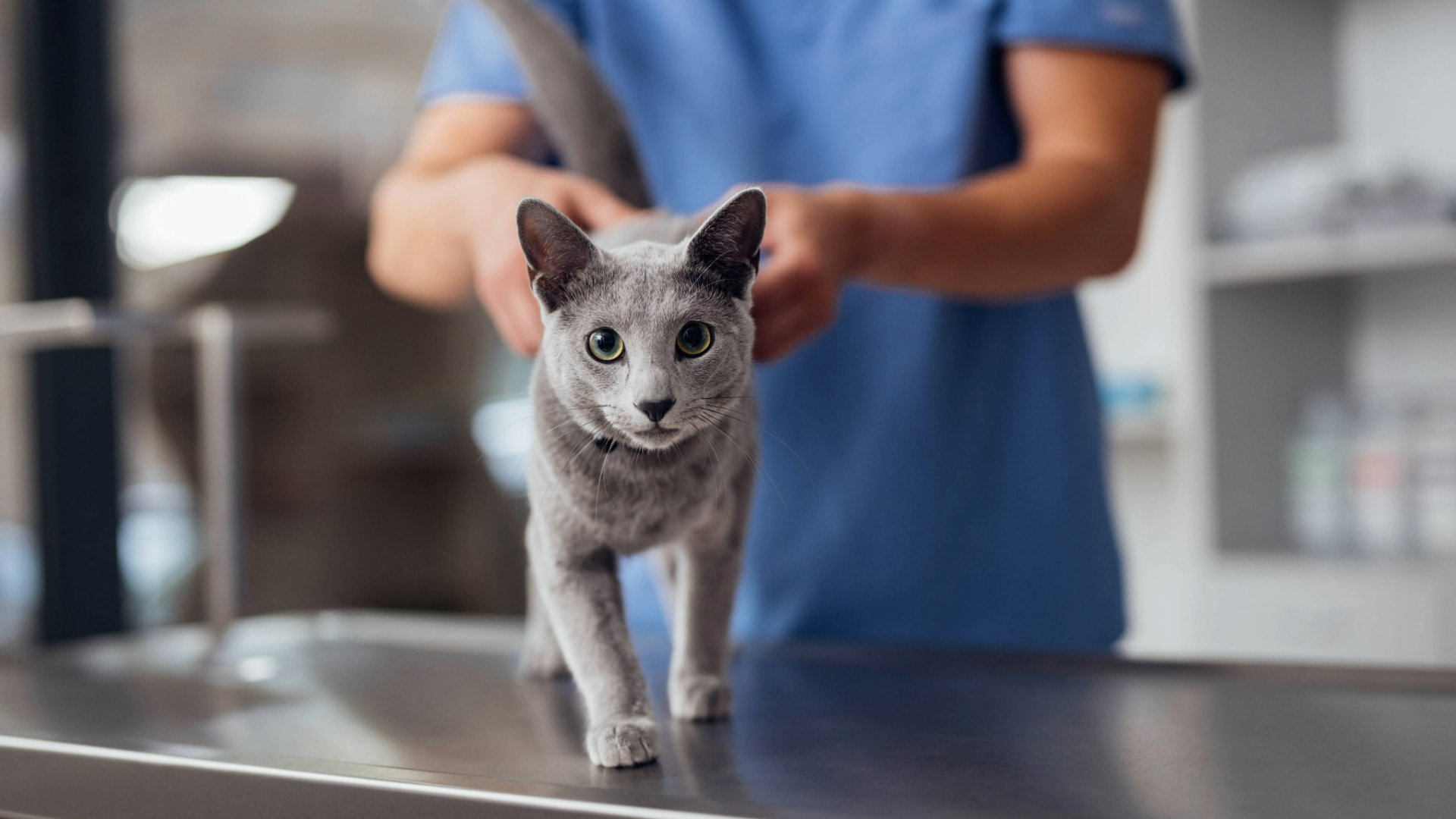 Cat on table with a vet putting his hands on his back