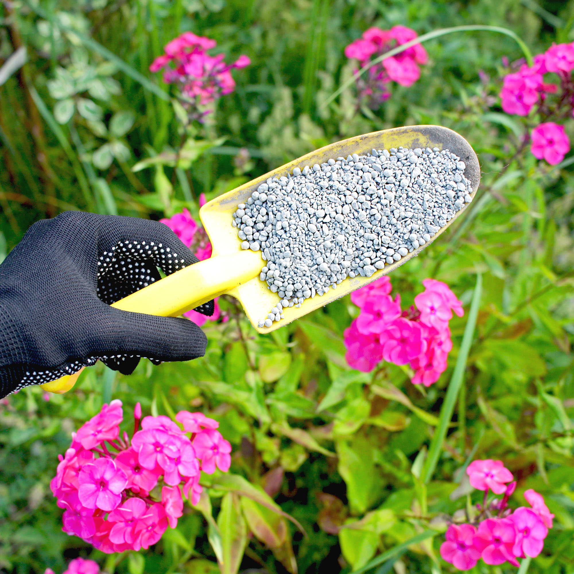Gardener holds granular fertilizer with a yellow hand trowel above pink flowers, suggesting the plants are about to have fertilizer applied