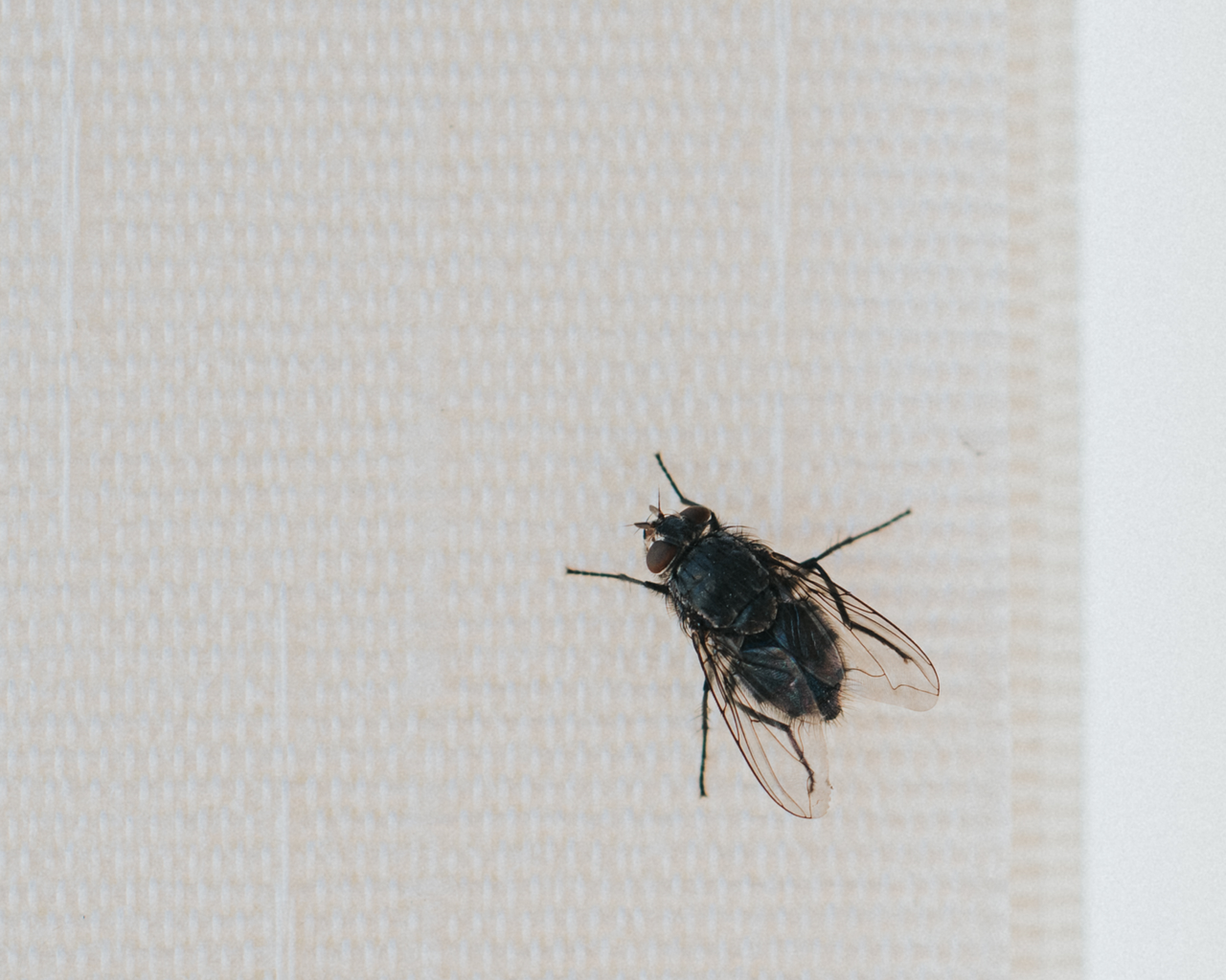 Identify indoor pests and learn how to get rid of them | Homes and Gardens