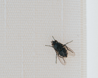 fly on interior curtain