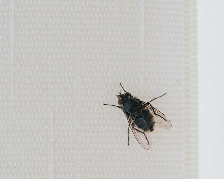 5 mistakes to avoid when getting flies out of the house Homes & Gardens