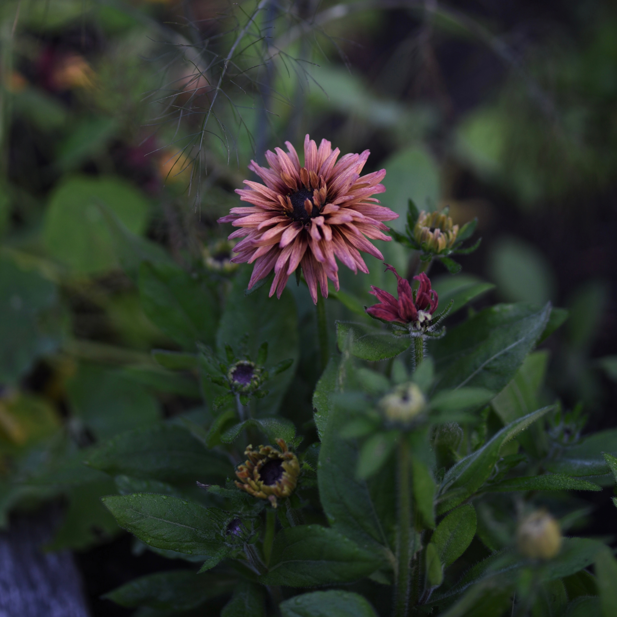 image of rudbeckia