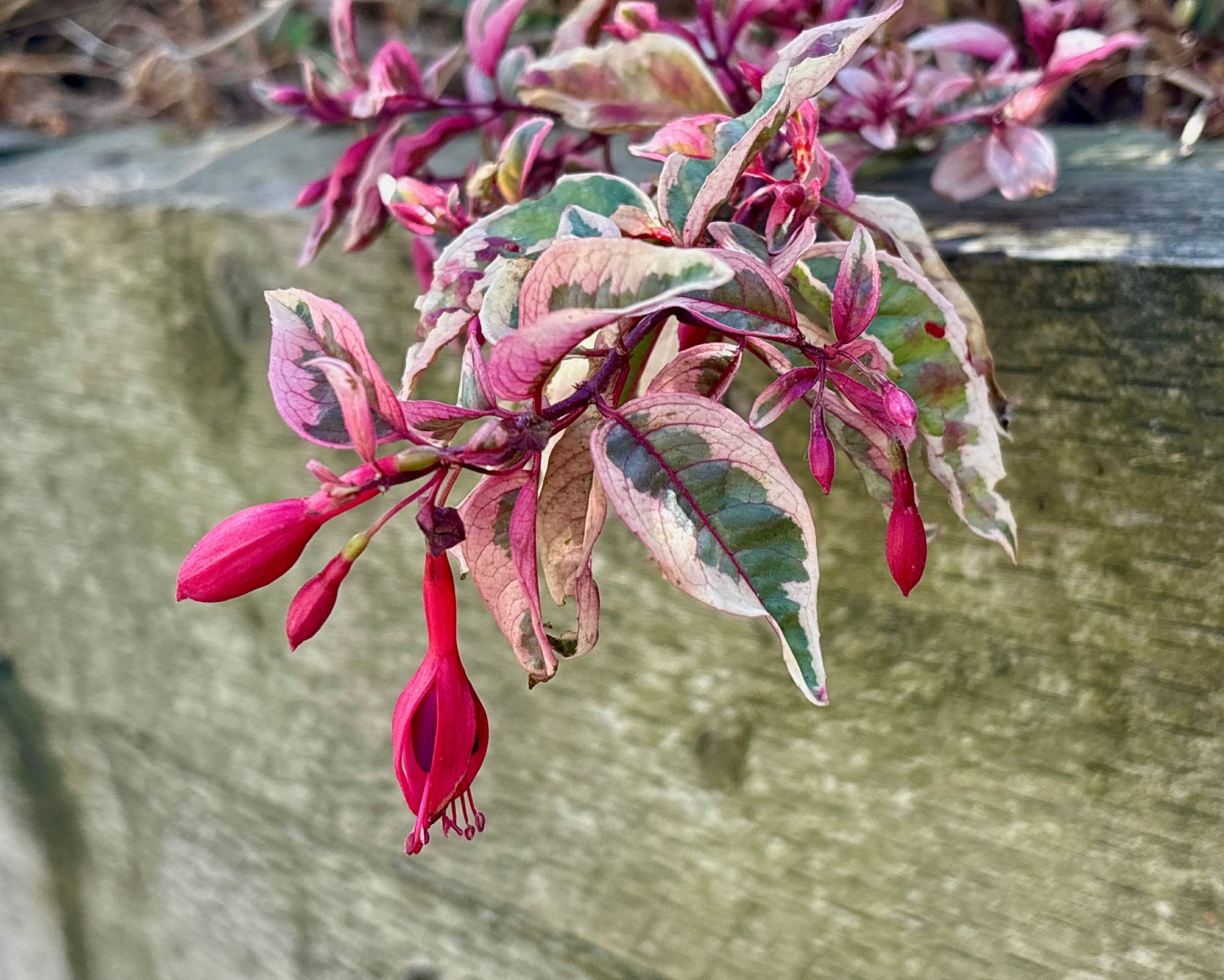 fuchsia sunray growing in a raised bed