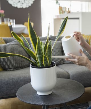 Watering snake plant