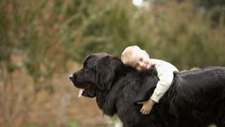 Black Newfoundland dog with child cuddling it