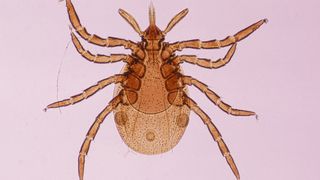 A micrograph image of a deer tick nymph (or young deer tick) as seen from below