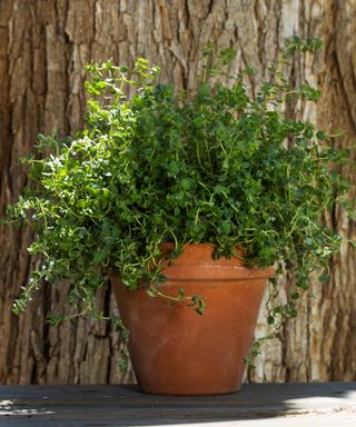 thyme plant in pot