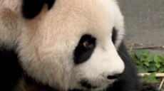 Panda Twin Births