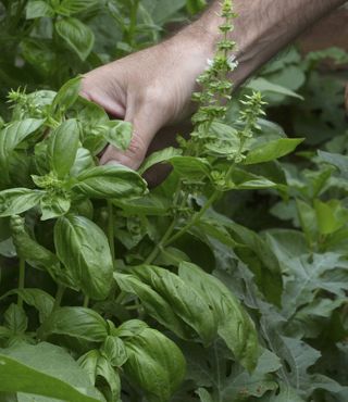 picking basil leaves from a plant