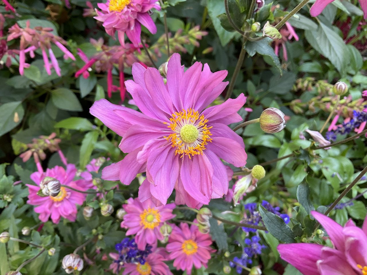 iPad mini 2021 camera samples