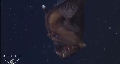 Deep sea-dwelling anglerfish caught on camera