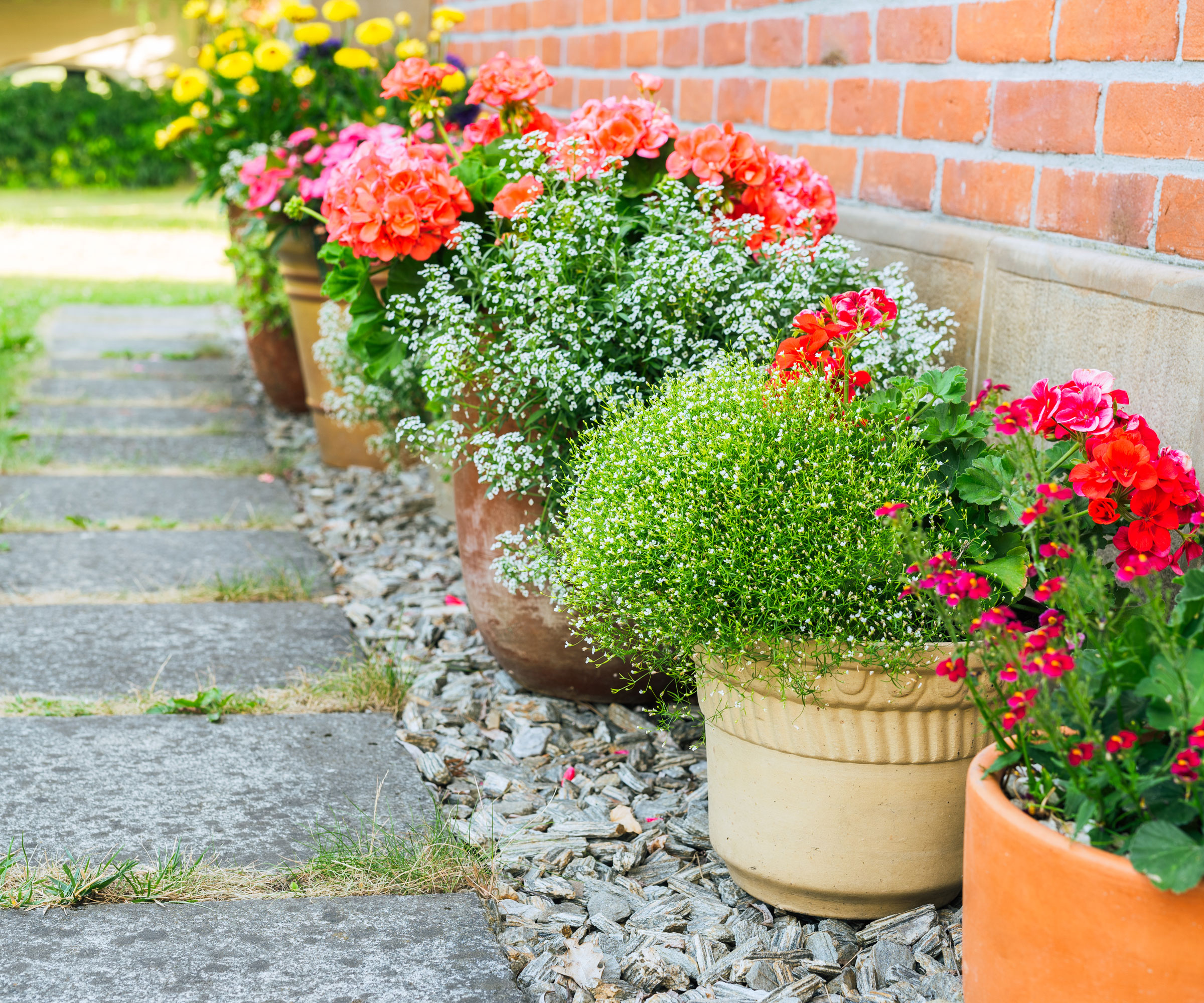 gravel under containers filled with geraniums and other plants along a pathway next to building