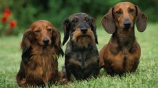 Dog breed: three dachshunds: wire, smooth and long-haired