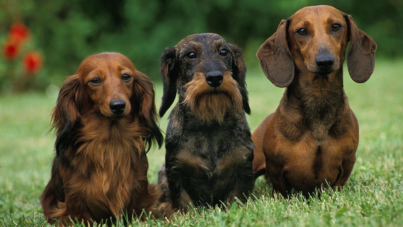 Dog breed: three dachshunds: wire, smooth and long-haired