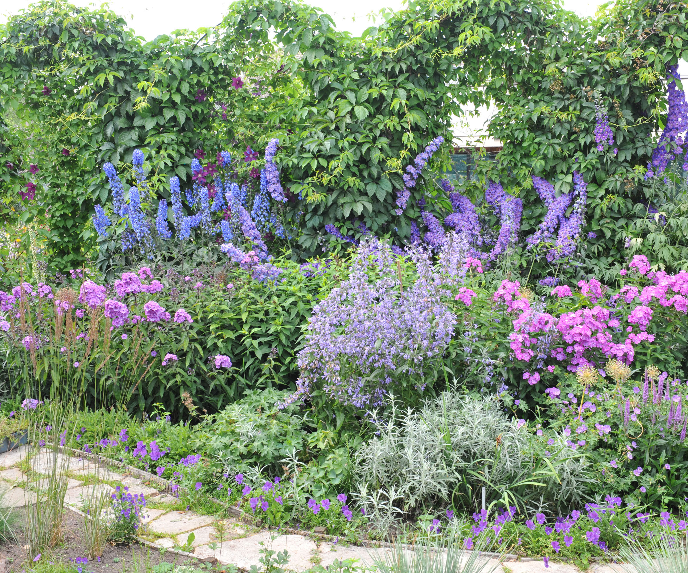 phlox and delphiniums in garden border