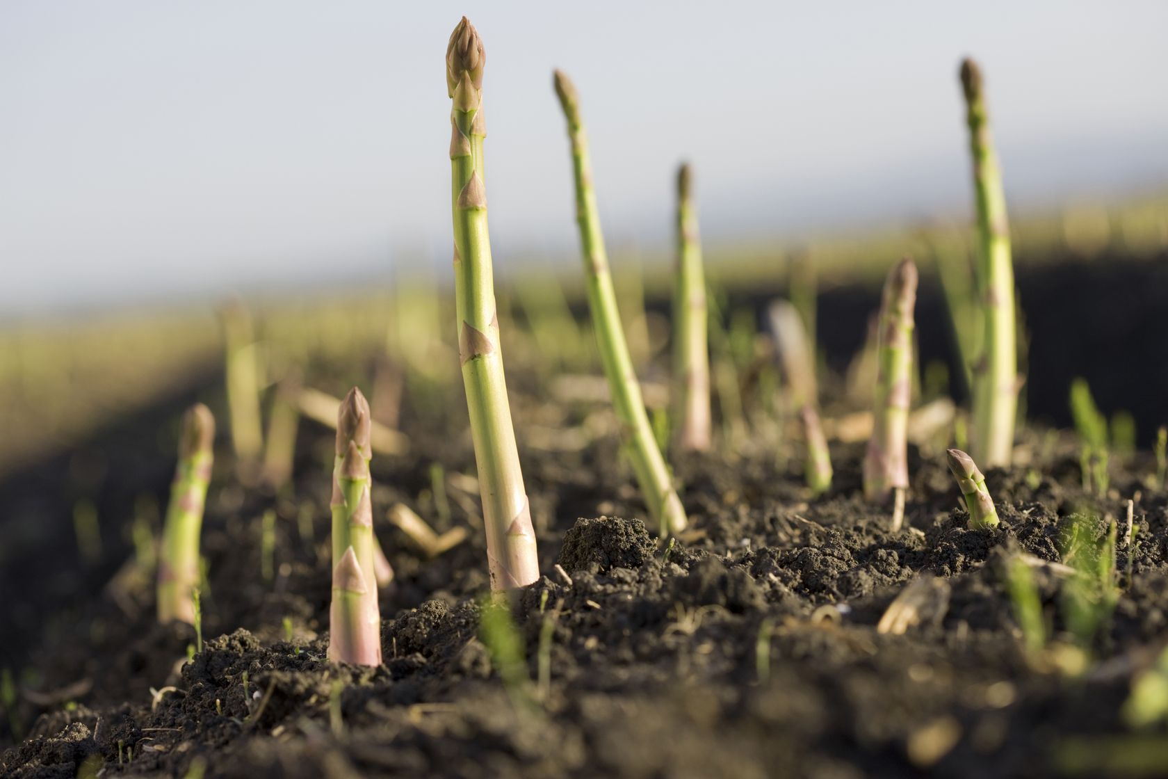 How to grow asparagus GardeningEtc