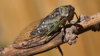 Common cicada (Tibicen linnei) on a branch in Toronto, Canada.