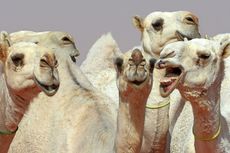 Camels are seen during a beauty contest as part of the annual King Abdulaziz Camel Festival in Rumah, some 160 kilometers east of Riyadh.