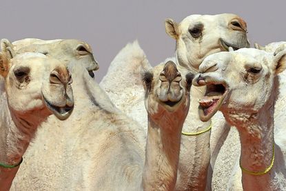 Camels are seen during a beauty contest as part of the annual King Abdulaziz Camel Festival in Rumah, some 160 kilometers east of Riyadh.