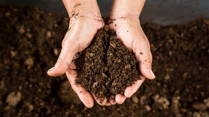 hands full of peat free compost