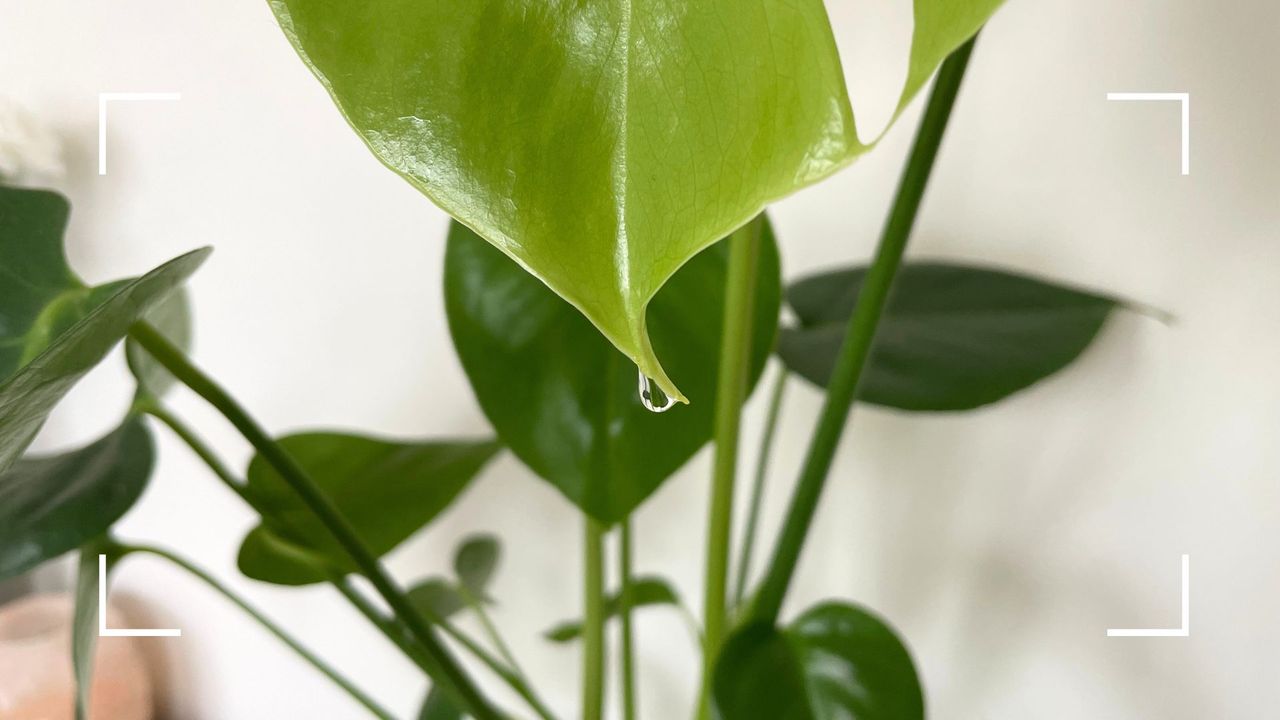 picture of a monstera plant with a single drop of water falling down it&#039;s leaf