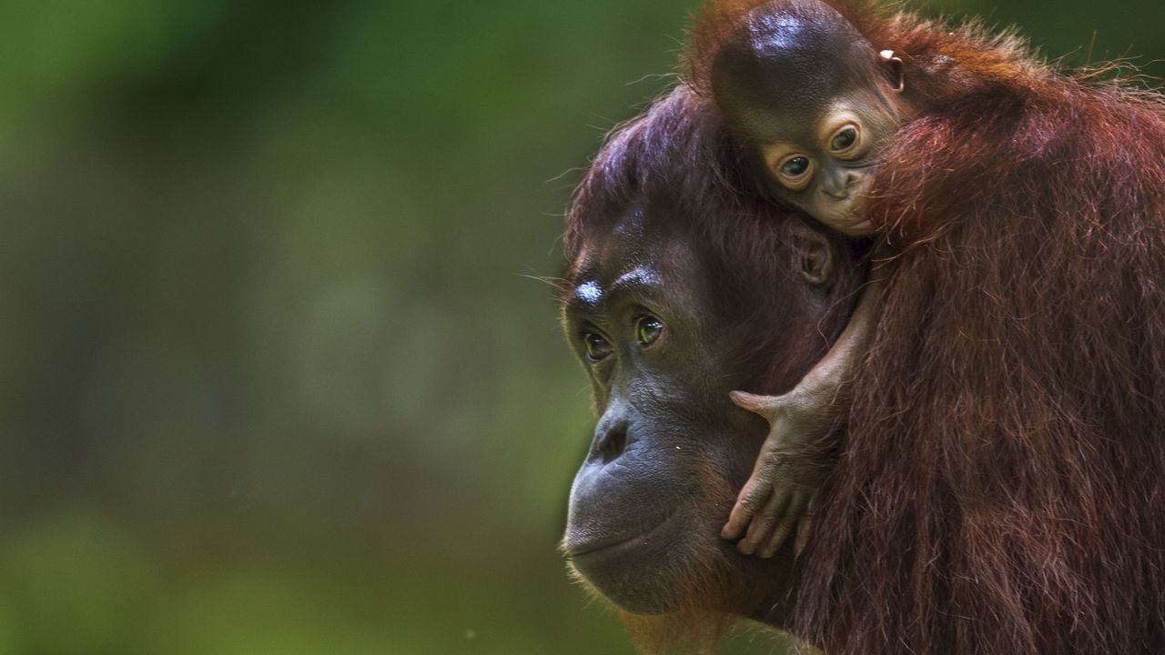 a young orangutan rides on the back of its mother