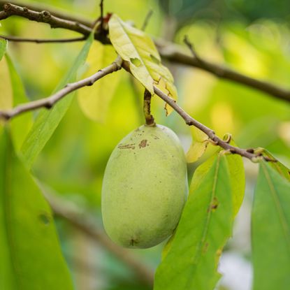 Closeup of pawpaw fruit on tree