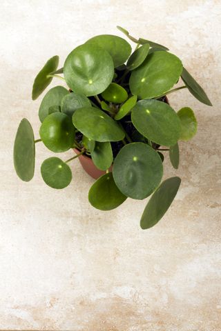 Pilea Peperomioides / Chinese Money Plant