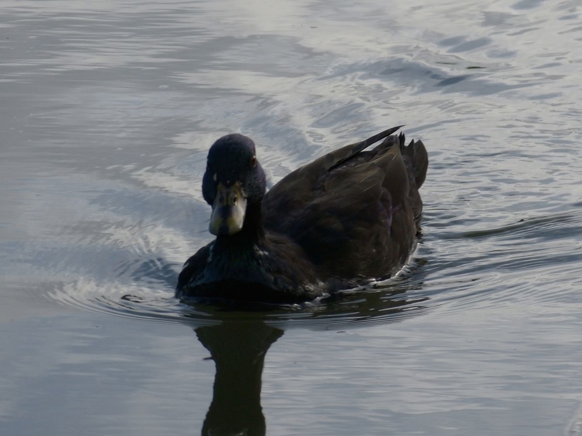Canon PowerShot Golf