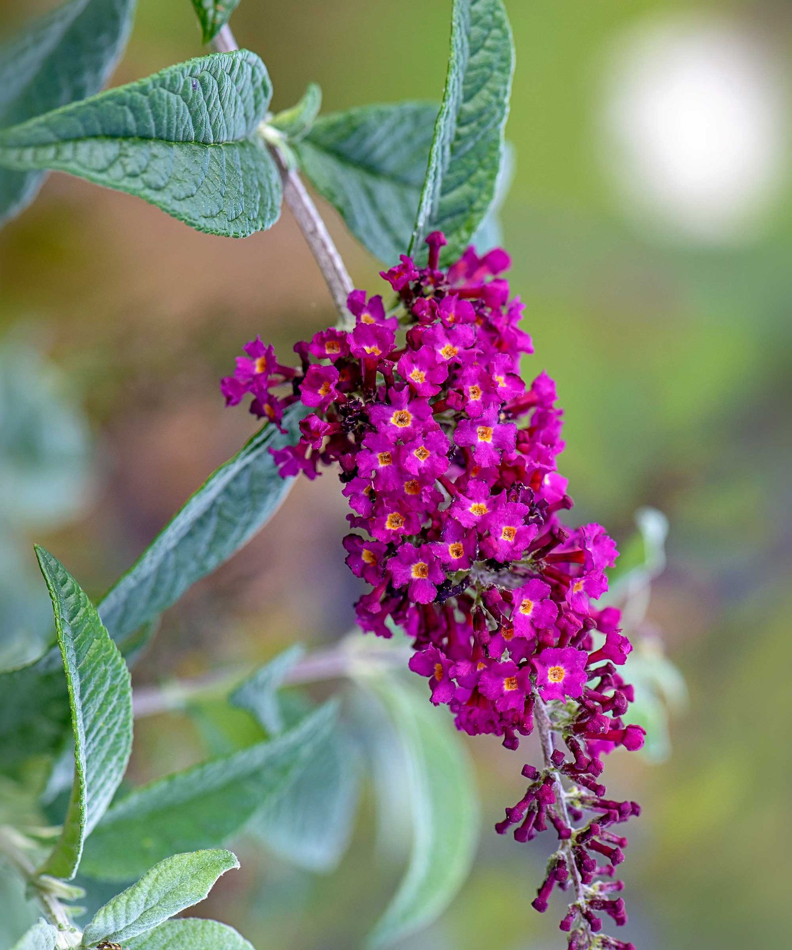 When to cut back buddleia get the timing right Homes & Gardens